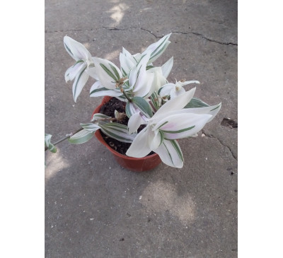 Традесканція Tradescantia Albiflora variegata White Clone